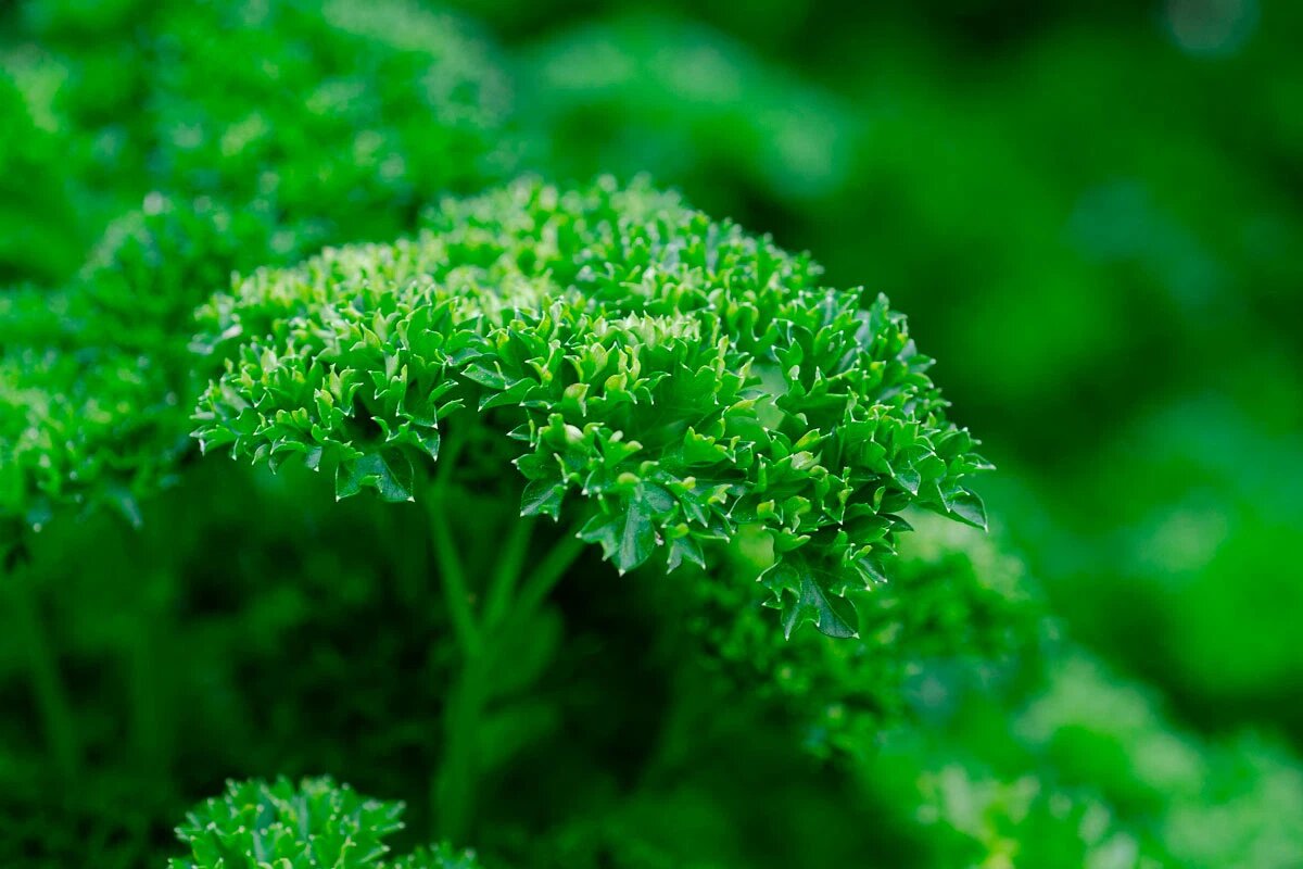    Фото: Kathas_Fotos / Pixabay.com