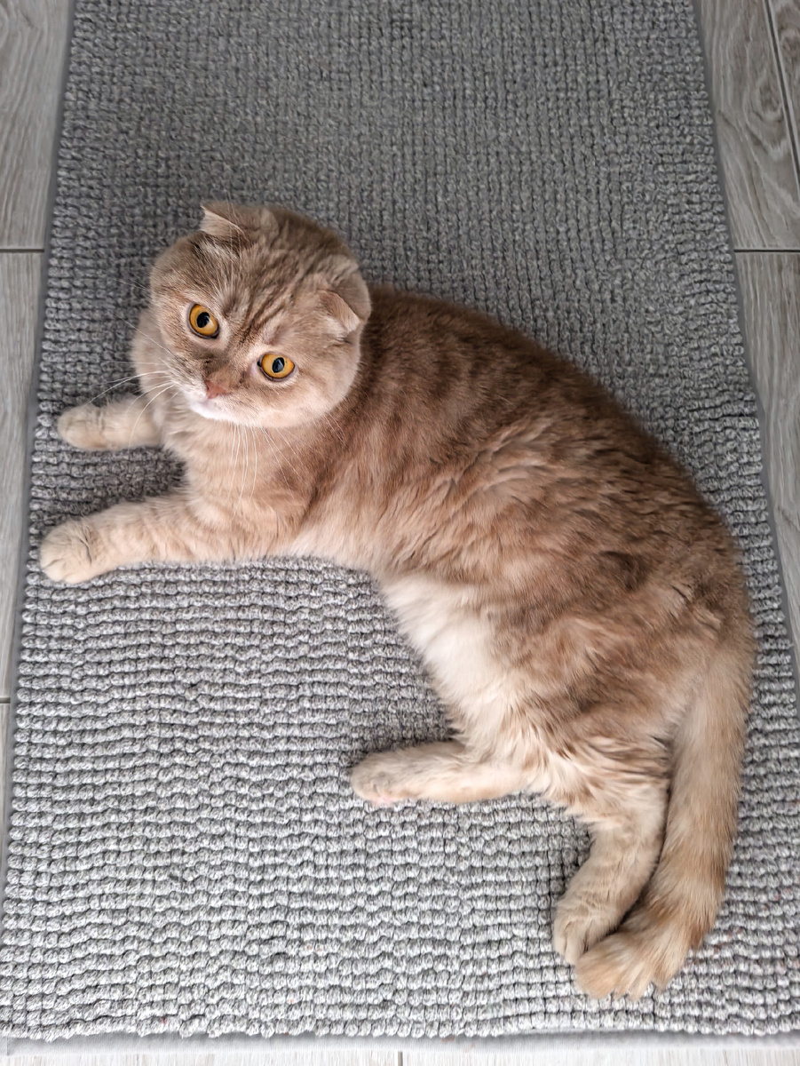 Виноватый кот