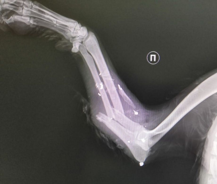 Фото из открытых источников 