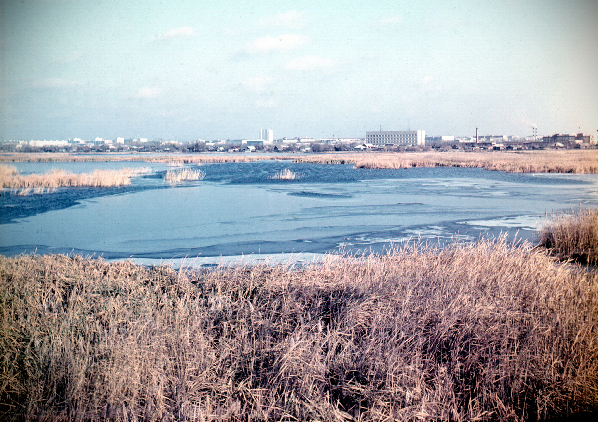 Птичья гавань, 1977-1978 гг. Источник: https://pastvu.com/