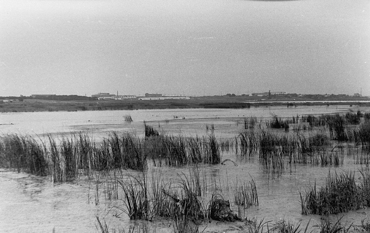 Птичья гавань, 1969 г. Источник: https://pastvu.com/