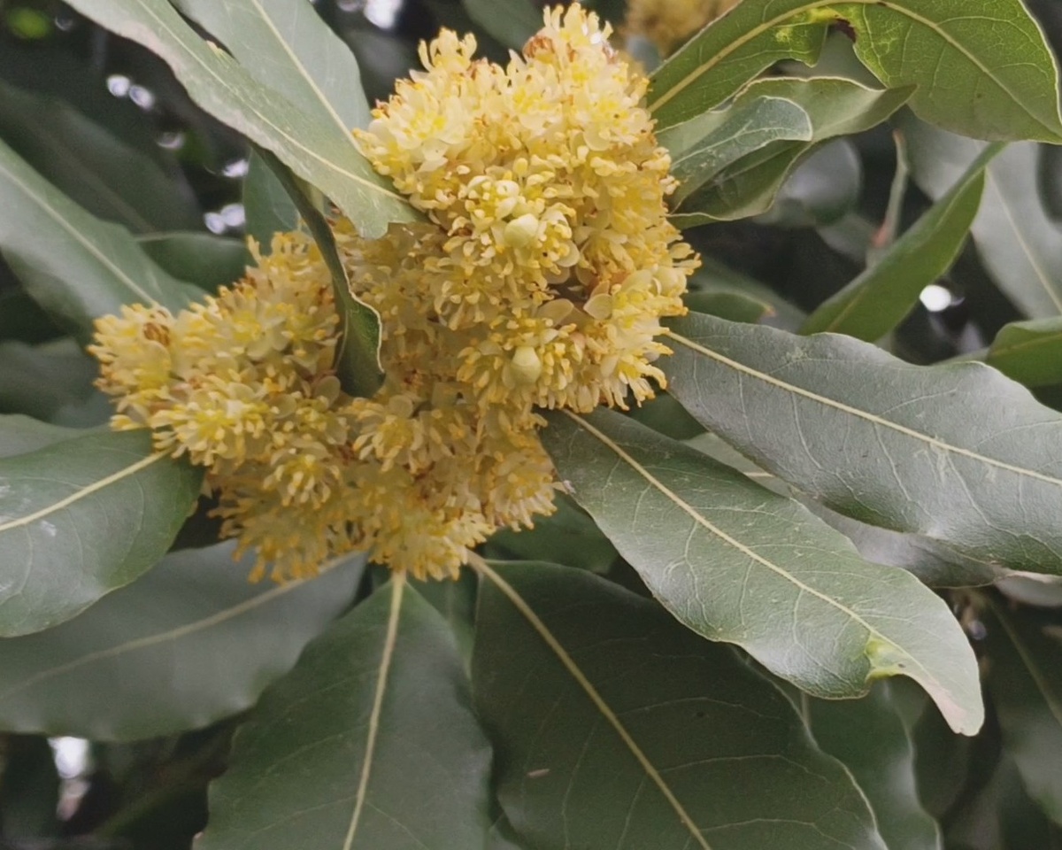 Адлер, цветущий Лавр, апрель 2025 г.