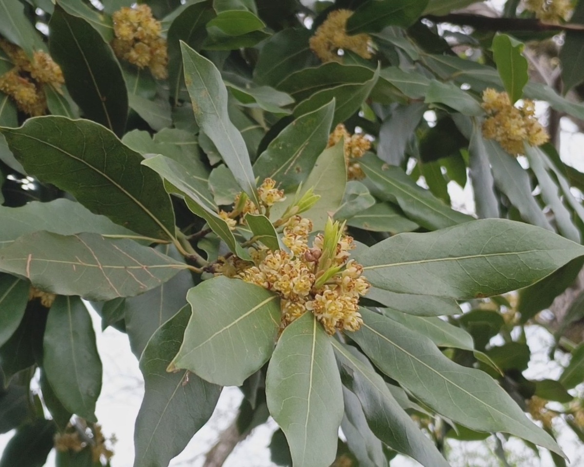 Адлер, цветущий Лавр, апрель 2025 г.