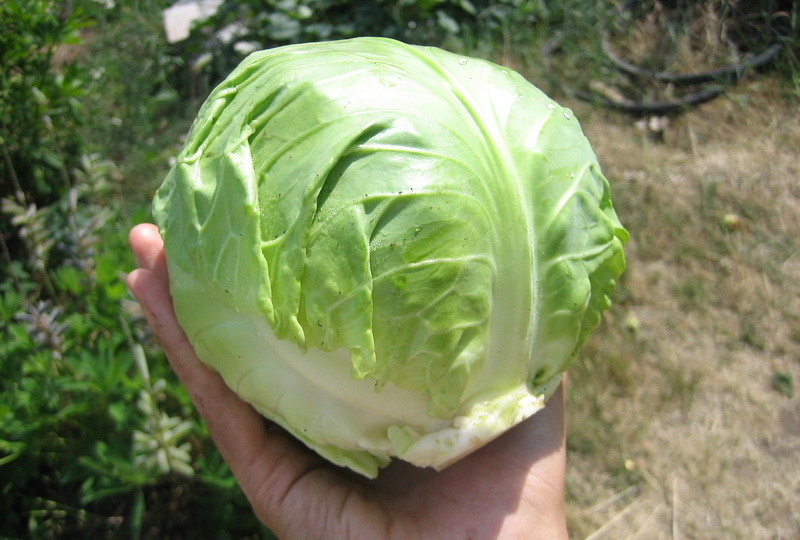 Эти сорта капусты подарят лучший урожай после посева семян в открытый грунт