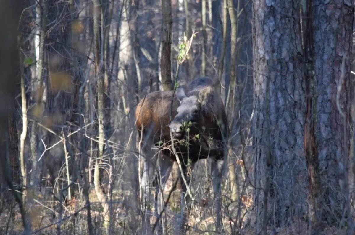    Минлесхоз: в Пензенской области началась миграция копытных животных