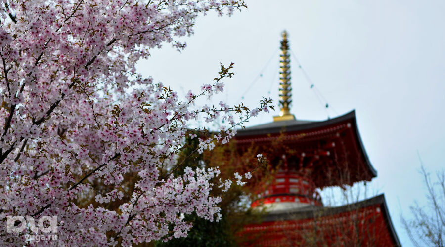    Цветение сакуры в Японском саду парка «Краснодар» Фото Марины Солошко, Юга.ру