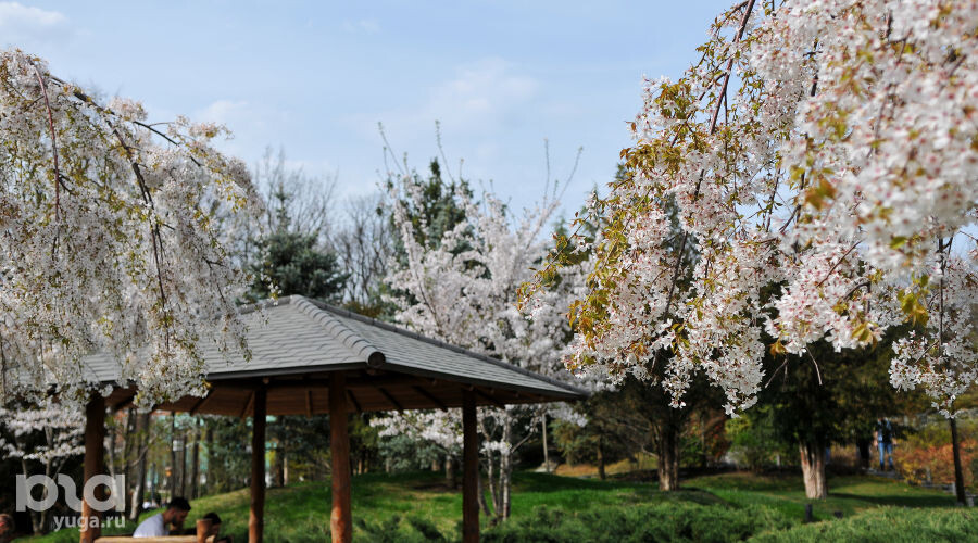     Сливовая роща Умэбаяси в Японском саду Фото Марины Солошко, Юга.ру