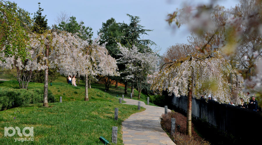     Сливовая роща Умэбаяси в Японском саду Фото Марины Солошко, Юга.ру