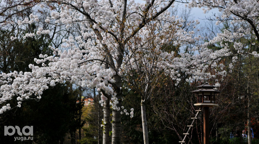     Сливовая роща Умэбаяси в Японском саду Фото Марины Солошко, Юга.ру