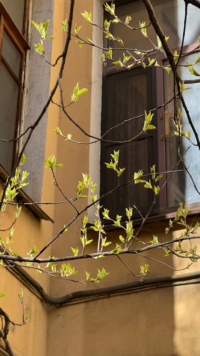 Весна в Питере. 07.04.2025 год