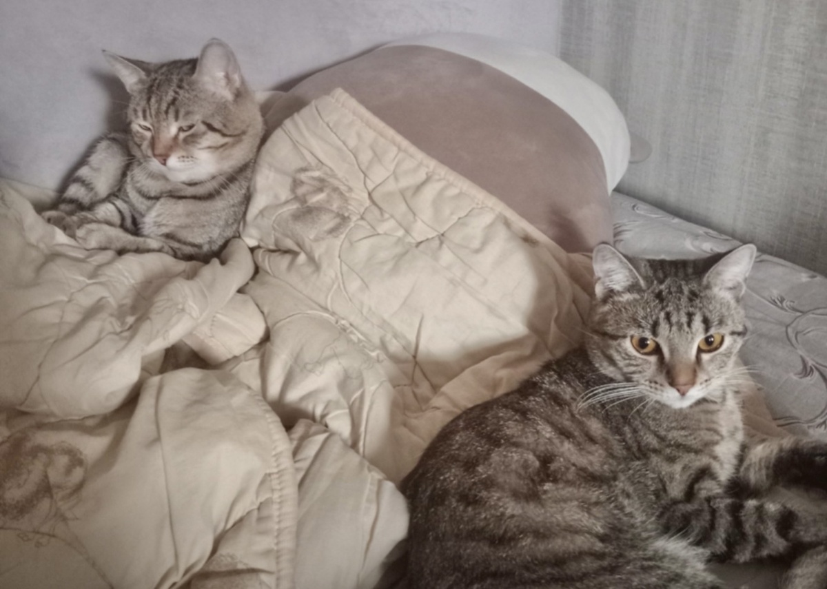 ЖОРЕС и ГРИНЯ