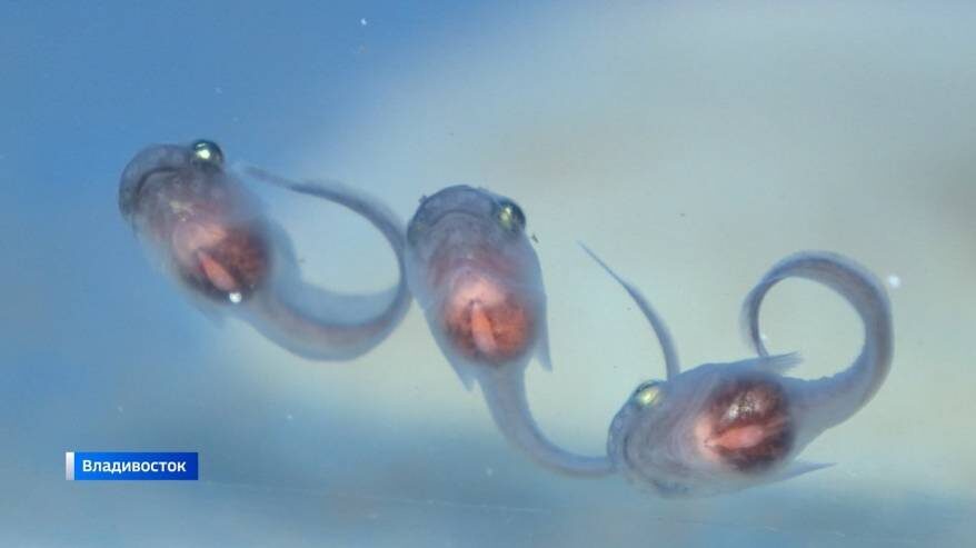    Источник фото: //t.me/russiancrab