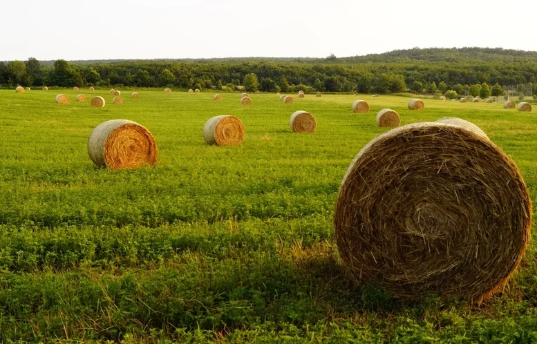 Яндекс картинки