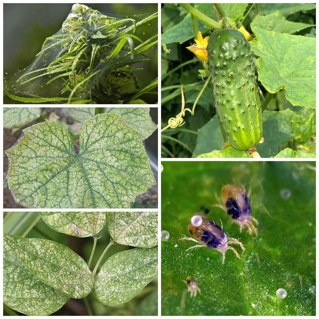 Так выглядит паутинный клещ на растениях