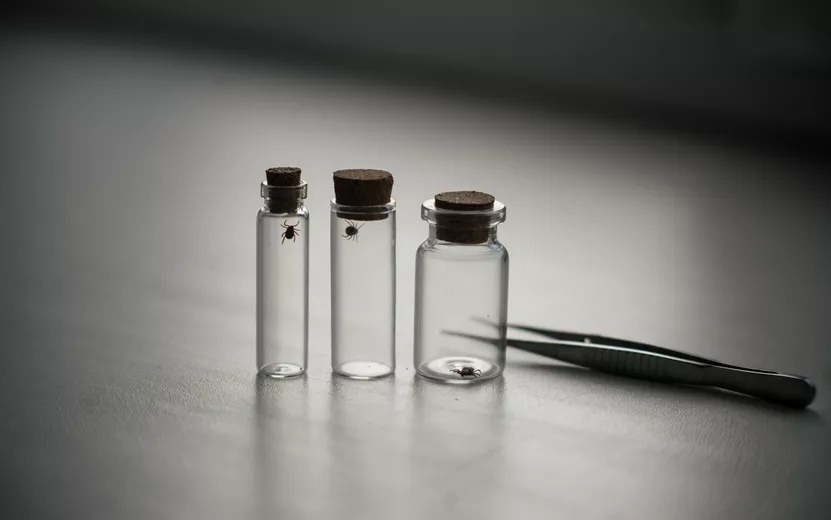    Опрос IZHLIFE: лишь 14% ижевчан имеют прививку от клещевого энцефалита