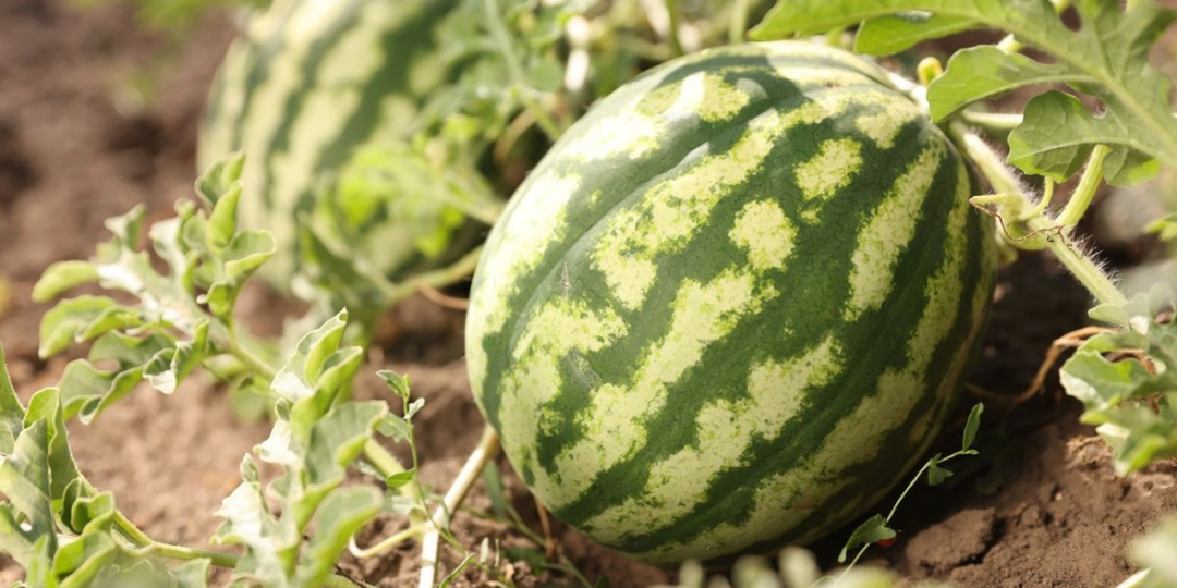 Надежный способ посева арбуза. Лучшие сорта для выращивания в Волгоградской области, уход за арбузом
