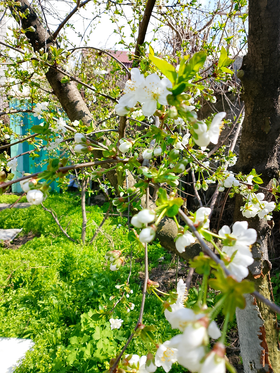 Фото автора/вишня цветет