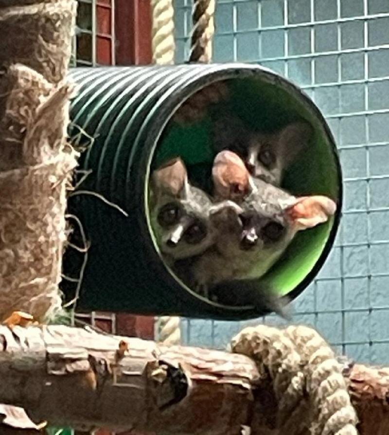    Зоопарк Екатеринбурга