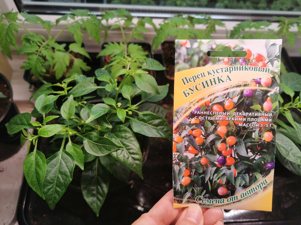 Перец Бусинка