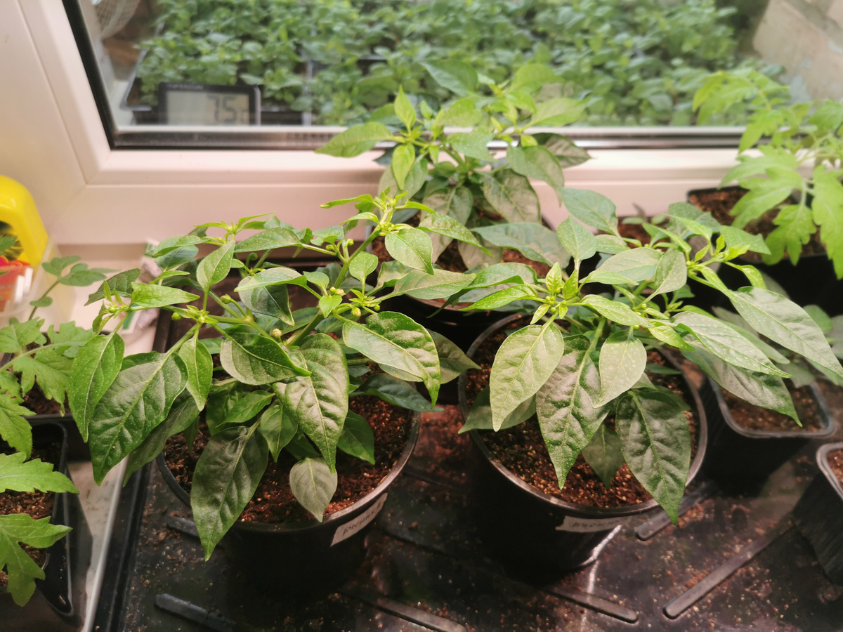 Перец Бусинка. Не смотрите на термометр - это на лоджии. Там вероника и ей нормально!)