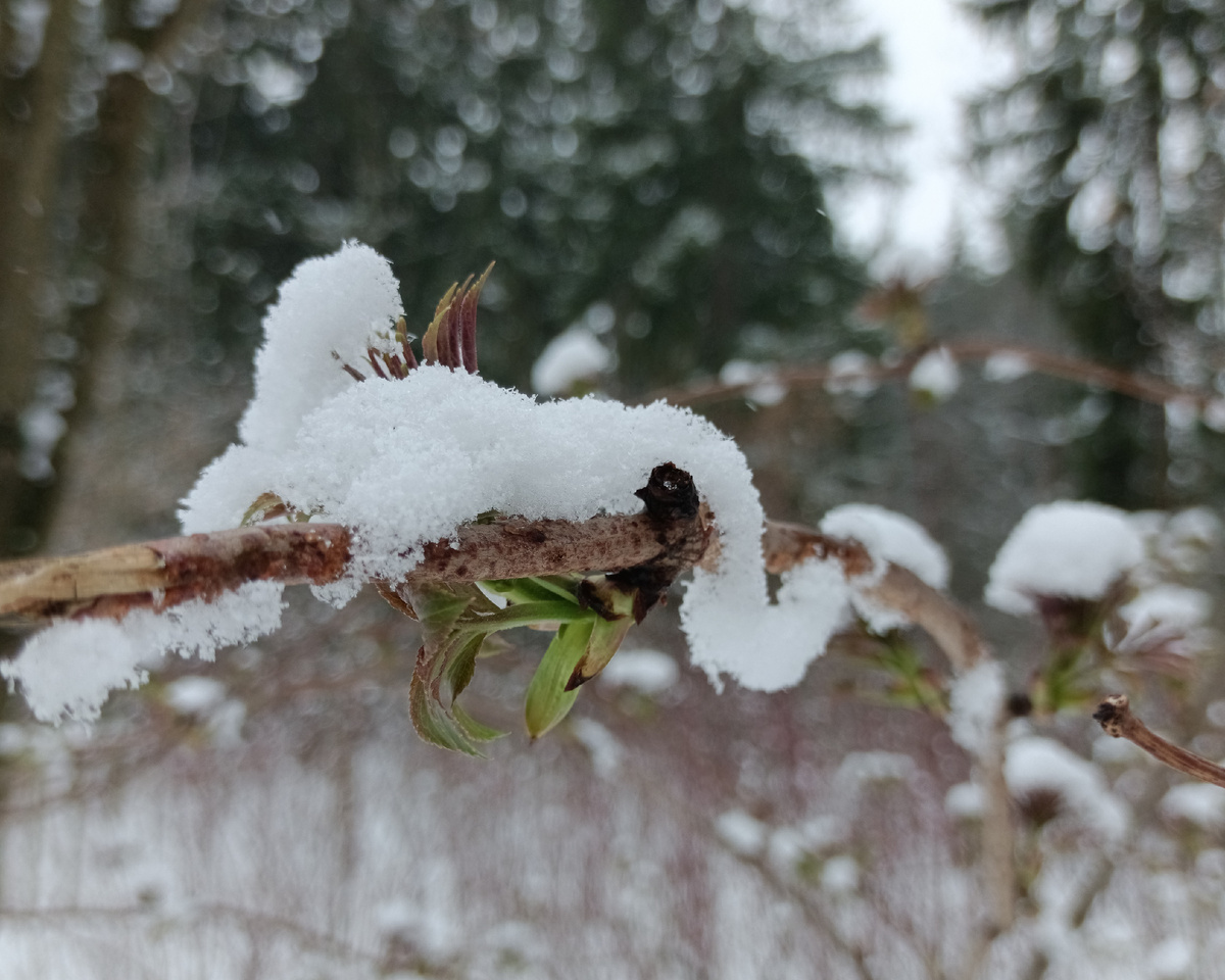 Балашиха, Ольгинский парк, апрель 2025 г.