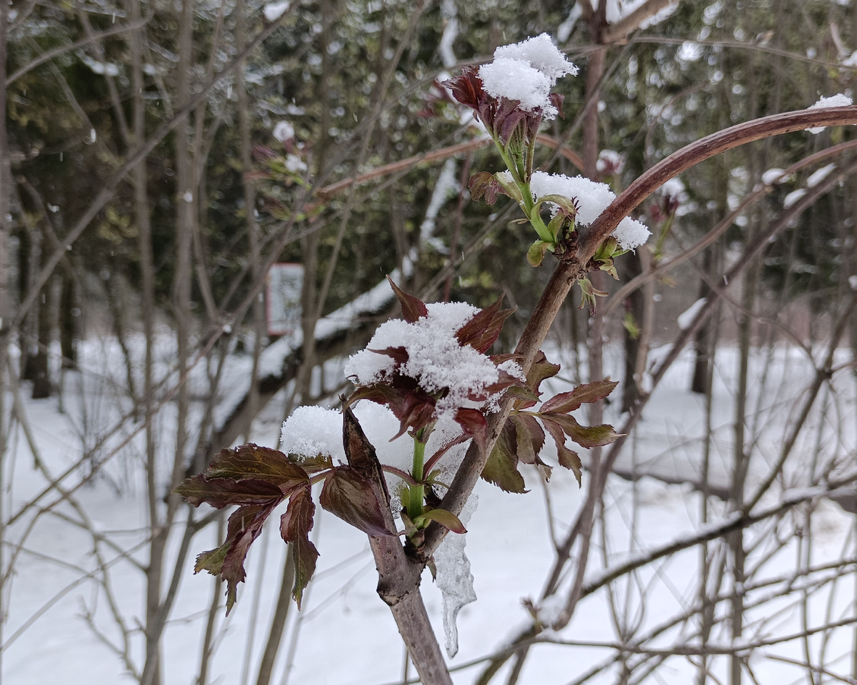 Балашиха, Ольгинский парк, апрель 2025 г.