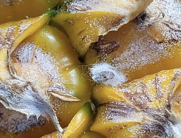    Фото: ТВК Ксения Евдокимова