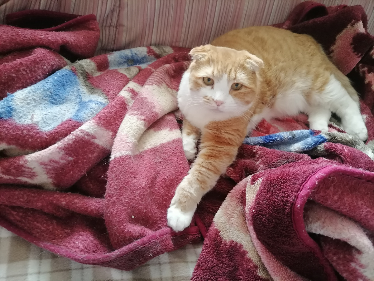 Недоволен, погладила его😊