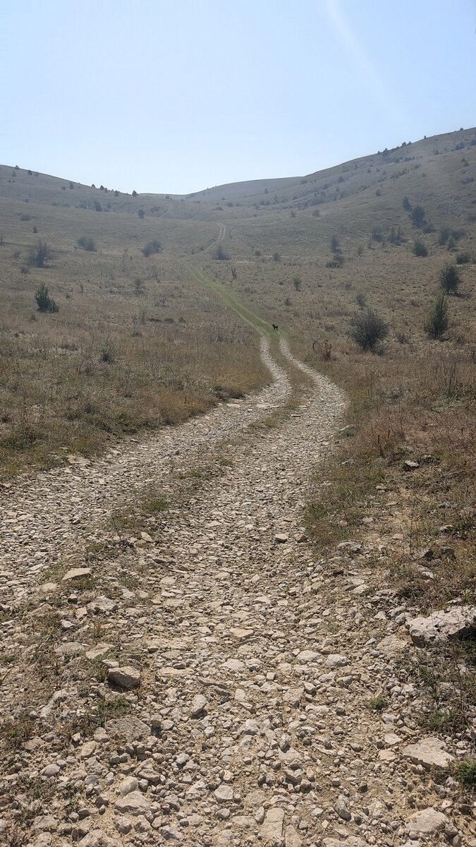 Это не собакен с нами идет, а мы с ним🤣
