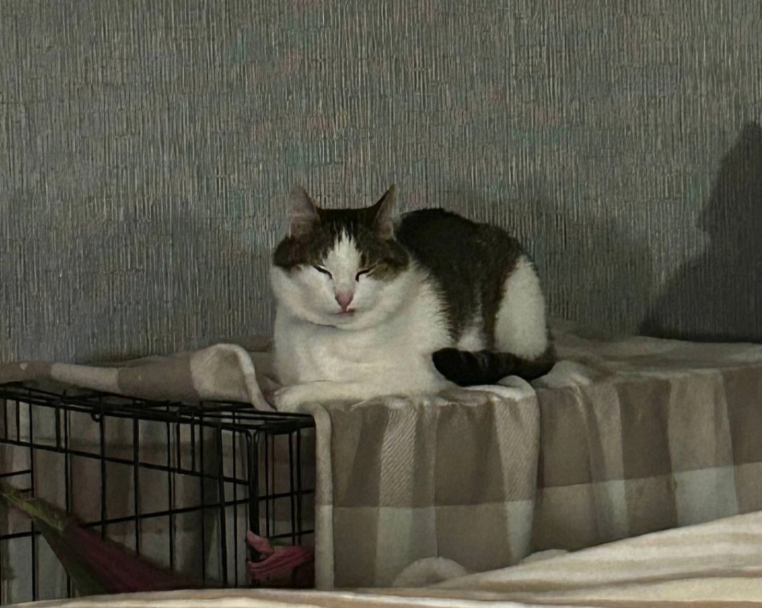 «Прогресс в адаптации у Тянучки 💖». 