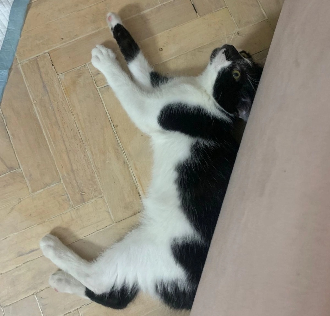 «Здравствуйте,у Сторожа все хорошоИграет,кушаетПока что еще немного побаивается нас и забегает под кровать». 