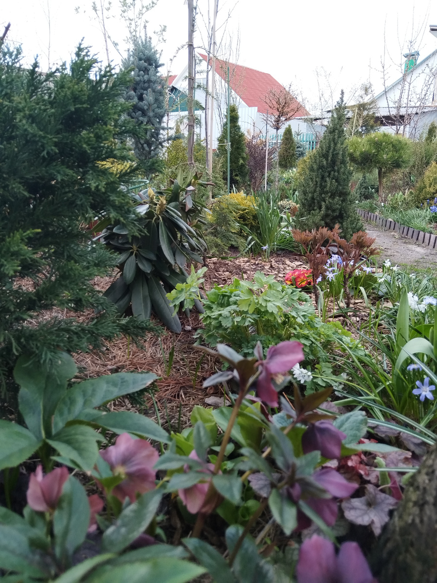 Сад в первых числах апреля 2025