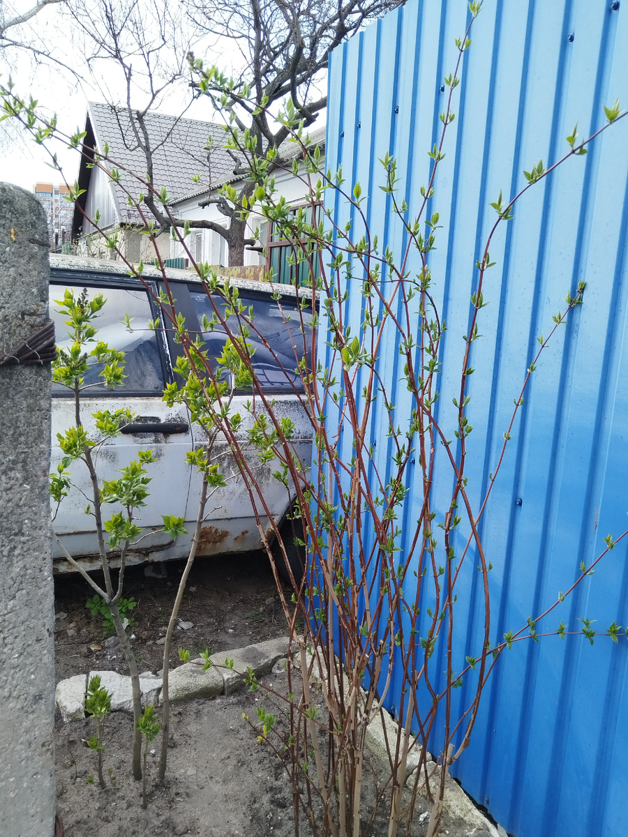 Пересаженные в "зазаборье" 2-метровый чубушник и взрослая сирень. Тяжеловато было...