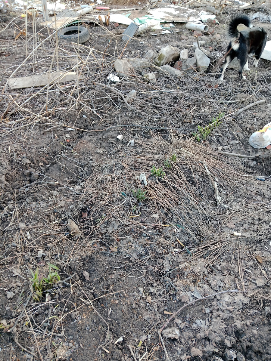 Посадка тюльпанов на участке под снос