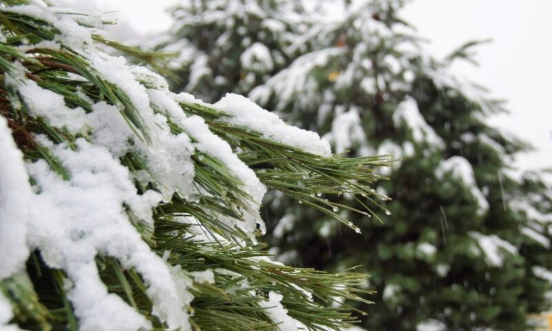    Фото t.me/officialsochi