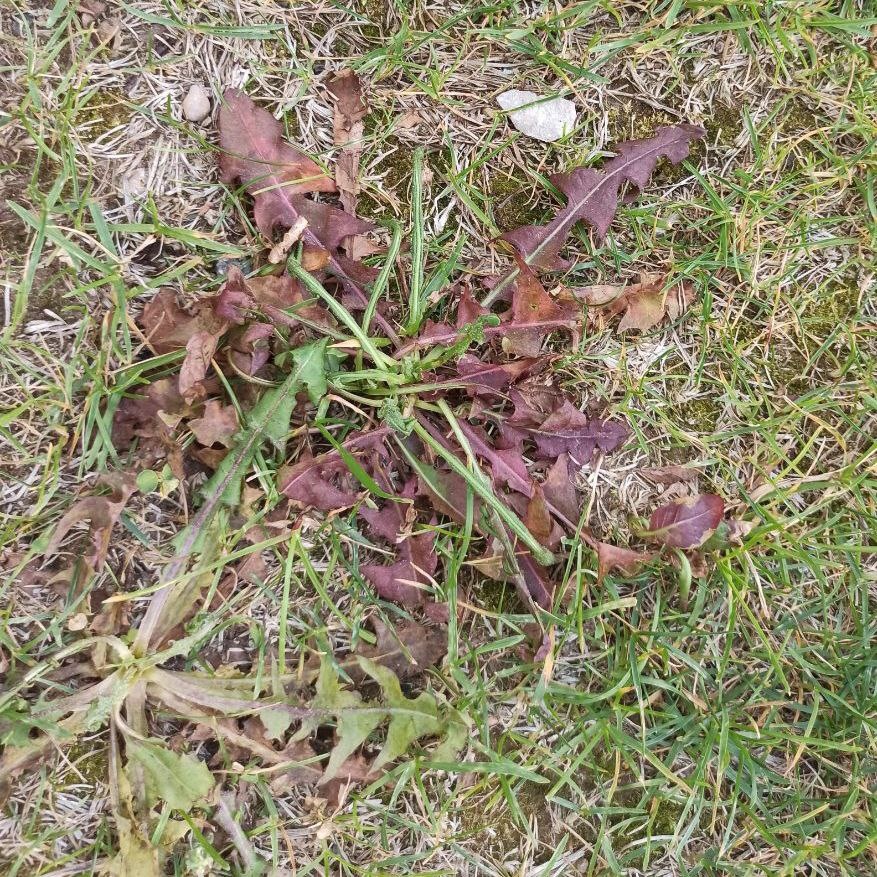 Одуванчик после обработки