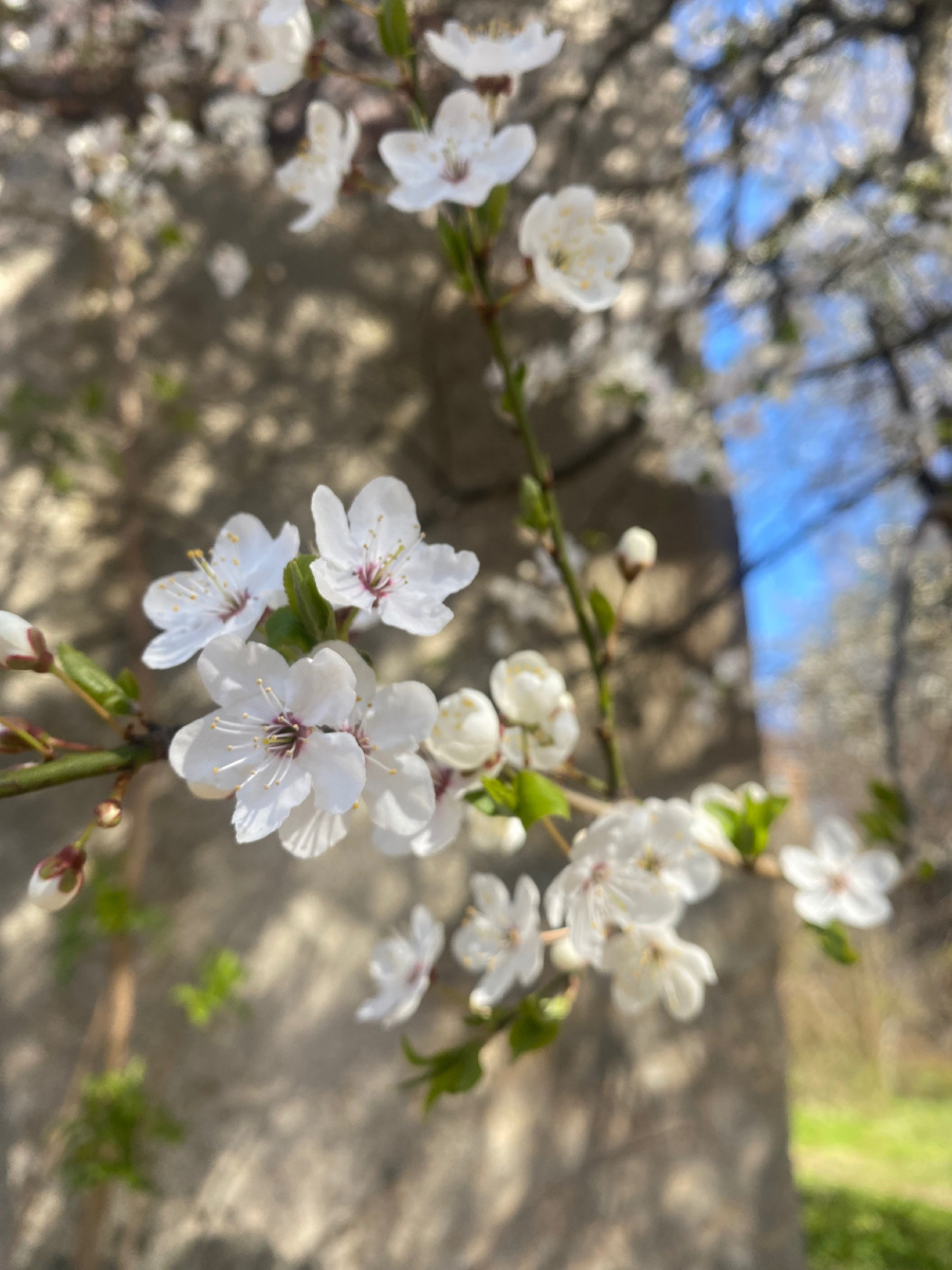Прекрасное апрельское цветение яблонь 😍