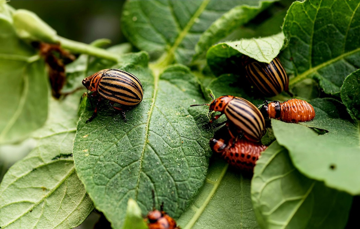 Как защитить свой урожай от разрушительного вредителя или борьба с колорадским жуком, на фото жук и его личинки, трапеза картофельным листо