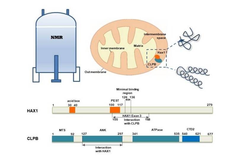 Схематические диаграммы белковых последовательностей. Источник: JING YANG