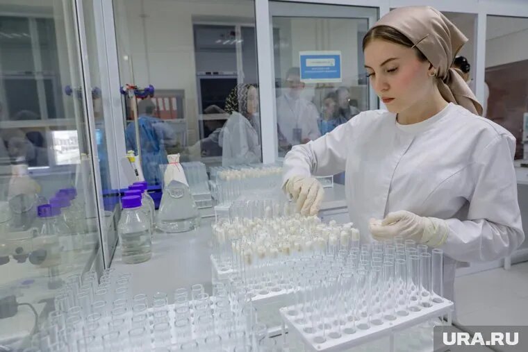 Способ разработали ученые ГАУ СЗ. Фото: Роман Наумов © URA.RU