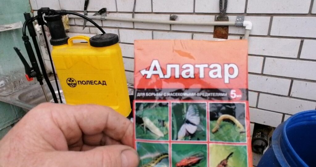 Обработка земляники Алатаром от белокрылки и других вредителей