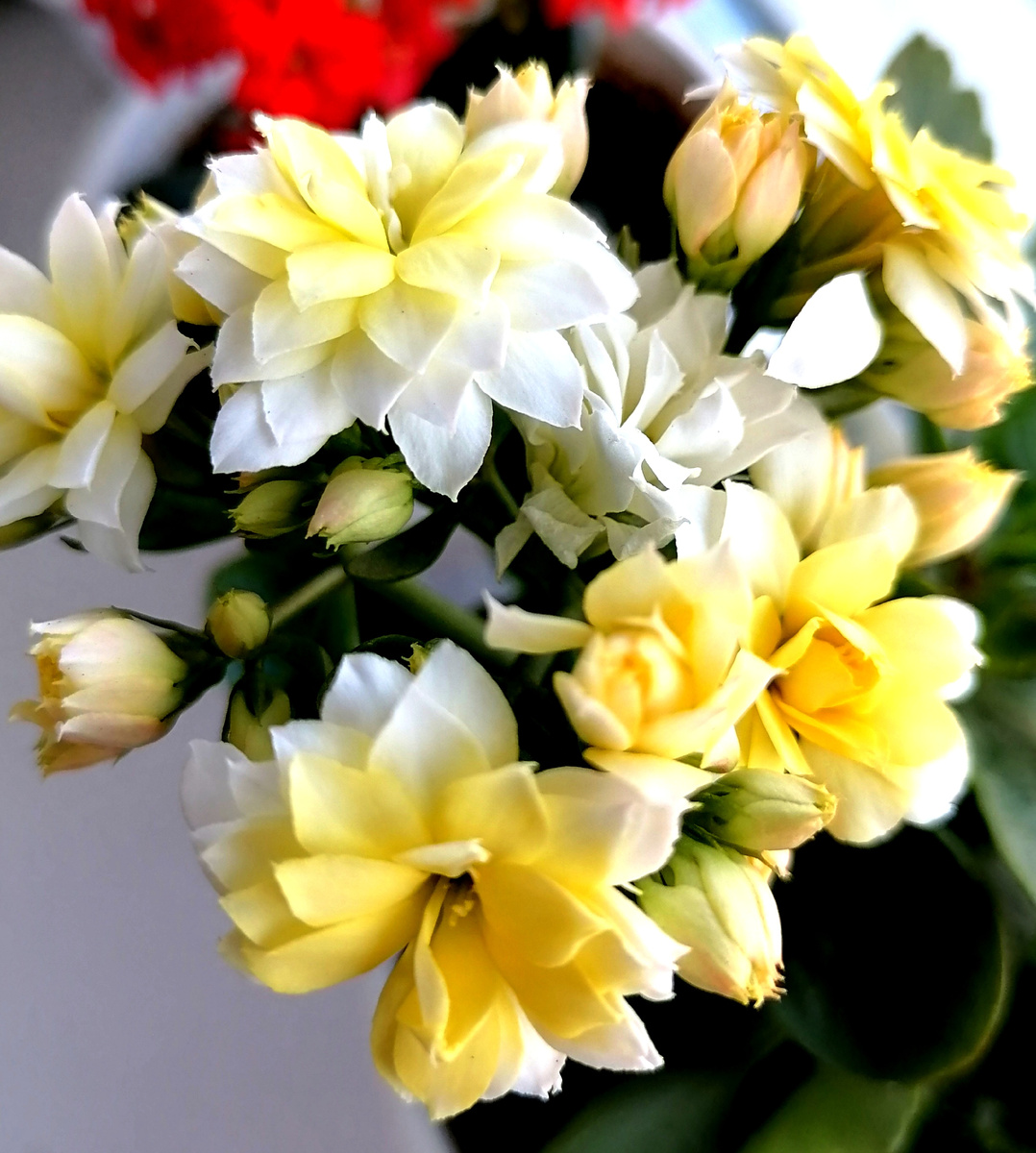 Чудо как хороши.