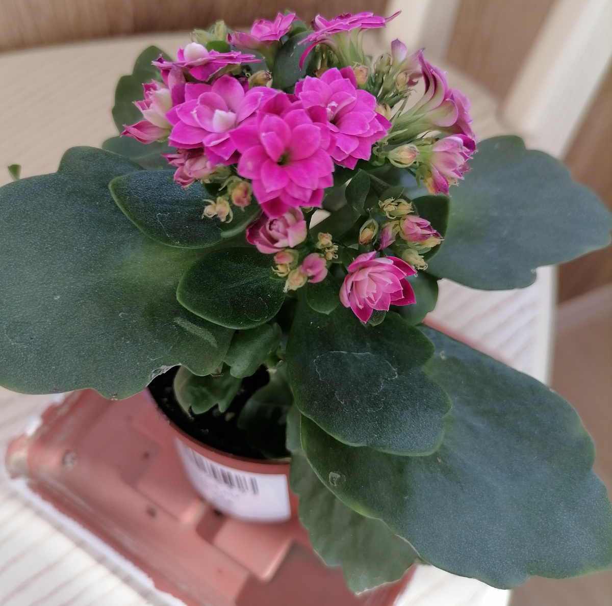 Или ярко ярко розовый.