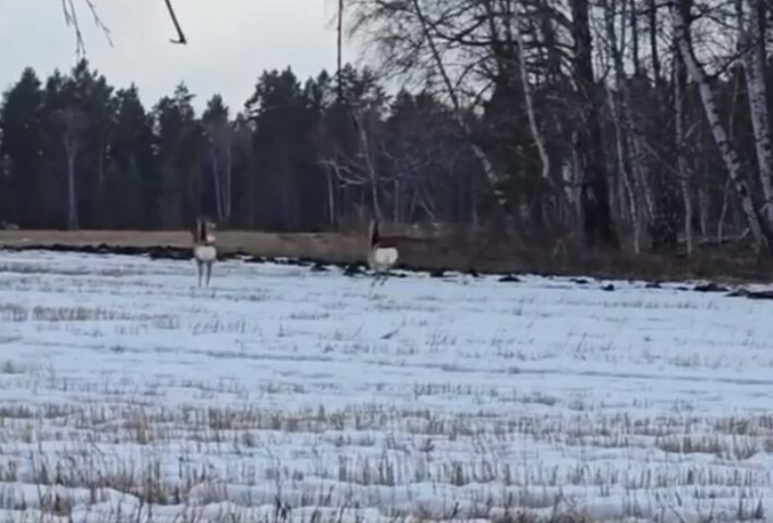     Красноярским водителям рассказали, как не напугать детенышей косуль