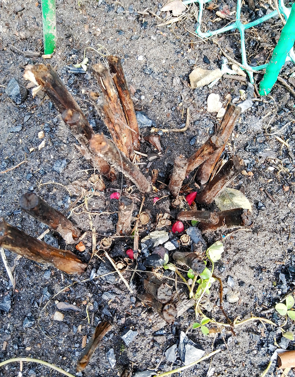 Пионы почувствовали тепло