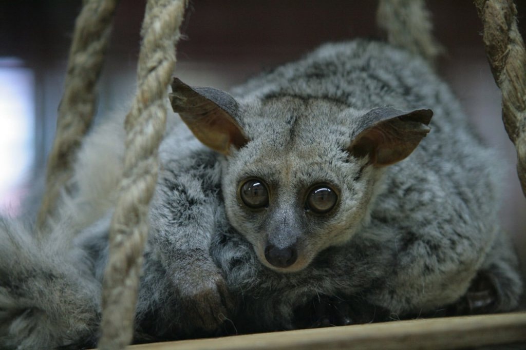    Фото: Екатеринбургский зоопарк