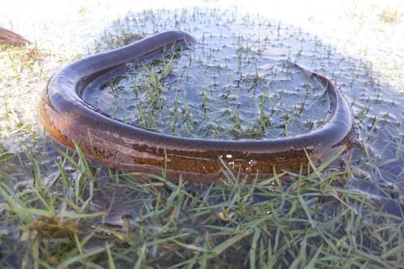 Рисовый угорь Monopterus albus. Источник: daniel_e (inaturalist.org)