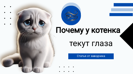 У шотландского котенка текут глаза