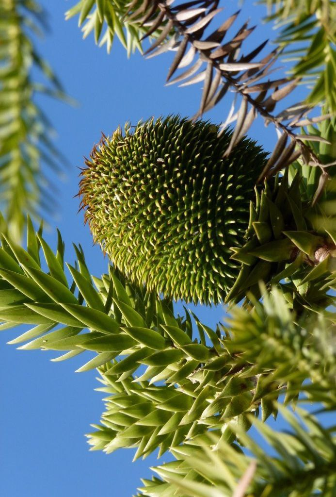 Шишка араукарии. Фото из интернета.