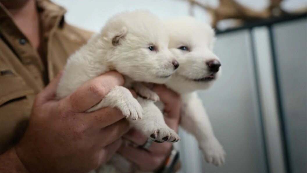    фото: скриншот видео с новорожденными волчатами